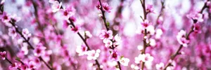 春天粉色桃花图片_1