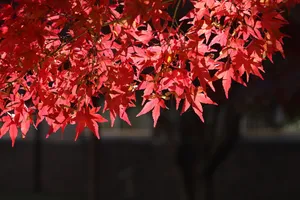 高清秋天红枫叶图片_1