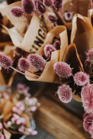红色起绒草花束图片_1