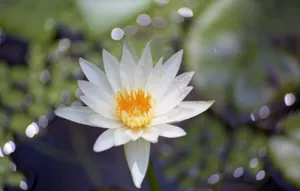 一朵洁白莲花图片_1
