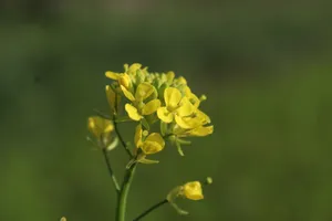 油菜花近景特写图片第1张