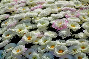 水中白莲花图片