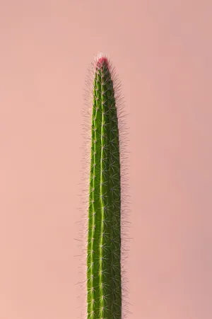 绿色仙人柱植物景观图片