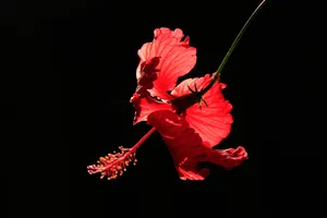 黑色背景的木槿花图片_1