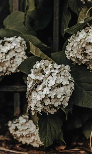 白色洋绣球花摄影图片_1