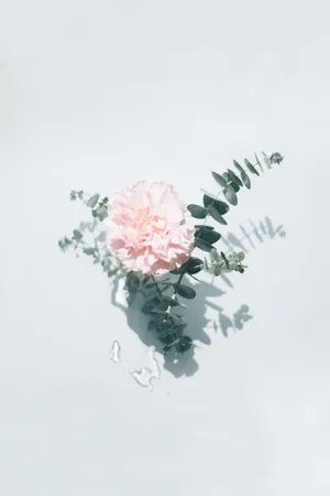 一朵粉色康乃馨图片