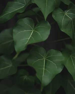 室内绿色叶子植物图片第1张