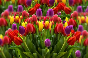 多彩郁金香花图片_1