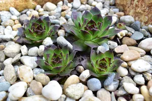 绿色多肉植物种植图片第1张