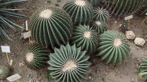 绿色植物仙人球图片_1