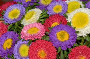 多彩菊花花朵图片_1