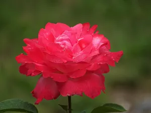 红玫瑰花朵灿烂图片