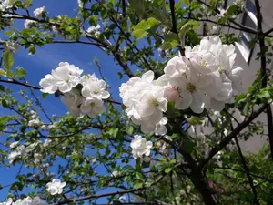 白色苹果花朵图片_1