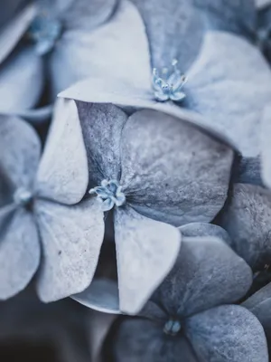 蓝色绣球花微距摄影_1