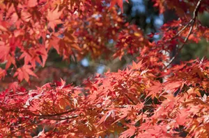 红枫叶嫩叶图片