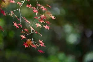 红枫叶桌面壁纸图片