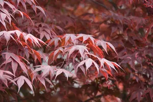 红枫叶壁纸图片_1