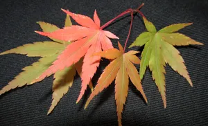 秋天枫叶图片素材