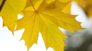 黄色枫叶背景图片