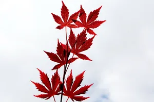 红色的枫叶图片_1