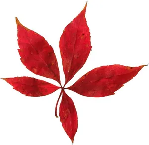 如花红叶图片