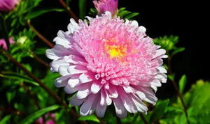粉色翠菊鲜花图片