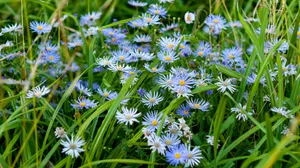 淡蓝色小雏菊花图片_1