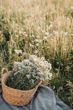 小清新雏菊花海图片_1