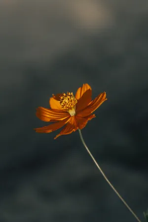 硫华菊图片