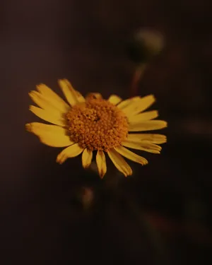 漂亮的黄色菊花图片