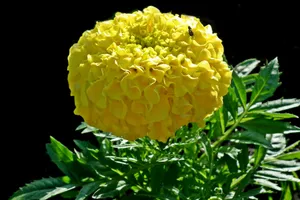 黄色万寿菊鲜花图片