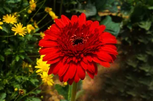 盛开红色菊花图片