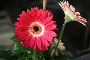 漂亮红菊花开花图片第1张