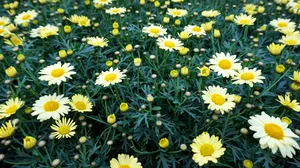 黄色雏菊开花图片_1