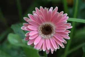 粉色非洲菊花朵图片