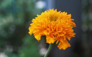 橙色万寿菊花摄影图片
