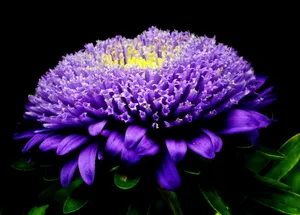 紫色翠菊图片_1