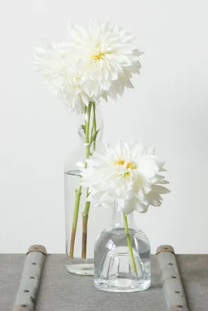 白菊花水培图片