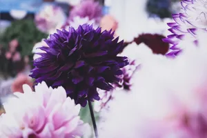 秋天菊花盛开图片_1