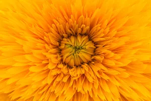 黄色微距菊花摄影图