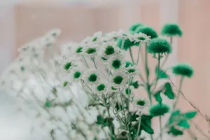 白色小雏菊图片第1张