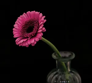 玫红色水培菊花图片第1张