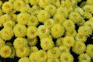 黄色小菊花图片