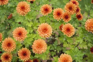 盛开橙色菊花图片_1