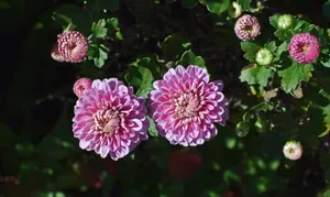 淡粉色菊花唯美图片