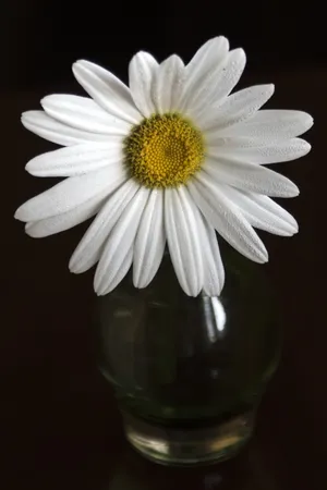 水培白色菊花图片_1