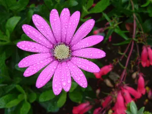 雨后粉色雏菊花图片_1