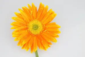 菊花花盘微距摄影图片