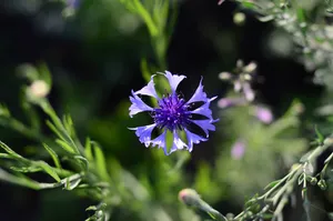 淡紫色矢车菊图片