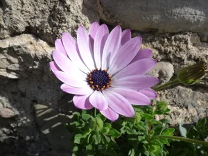 花粉雏菊图片_1
